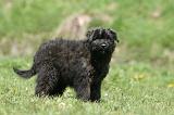 BOUVIER DES FLANDRES 346